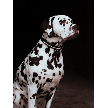 Collier pour chien Equestrian Stockholm strass