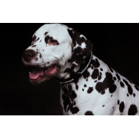 Collier pour chien Equestrian Stockholm strass Noir édition