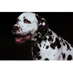Collier pour chien Equestrian Stockholm strass Noir édition