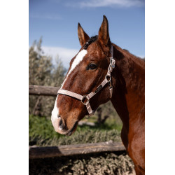 Licol Hardwick B Vertigo