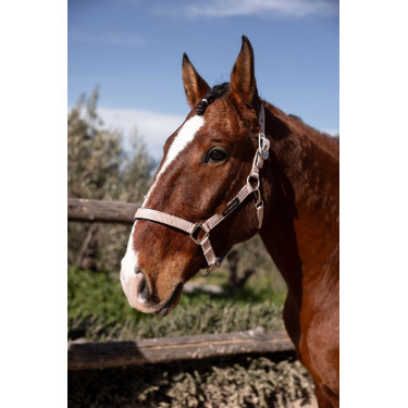 Licol Hardwick B Vertigo