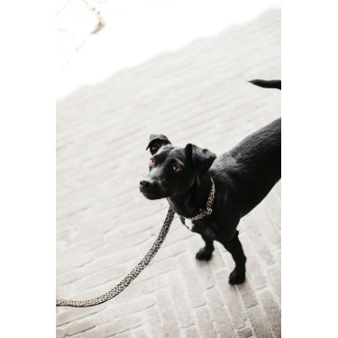 Laisse pour chien Léopard Kentucky Vert sapin