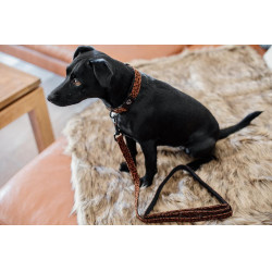 Laisse pour chien Léopard Kentucky Marron léopard