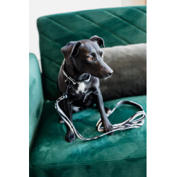 Laisse pour chien Zebra Kentucky