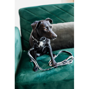 Laisse pour chien Zebra Kentucky