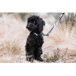 Laisse pour chien Zebra Kentucky