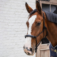 Licol en corde Kentucky