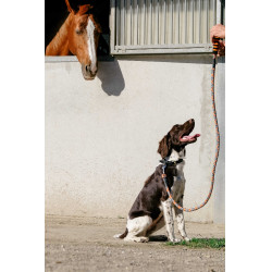 Laisse pour chien avec poignée Equithème Haspen Noir / poignée orange Laisse pour chien avec poignée Equithème Haspen Noir / poignée orange