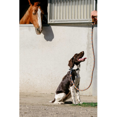 Laisse pour chien avec poignée Equithème Haspen Noir / poignée orange Laisse pour chien avec poignée Equithème Haspen Noir / poignée orange