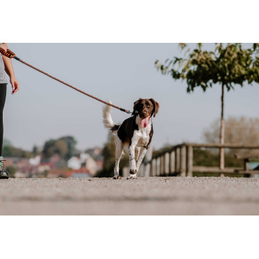 Laisse pour chien avec poignée Equithème Haspen Noir / poignée orange Laisse pour chien avec poignée Equithème Haspen Noir / poignée orange