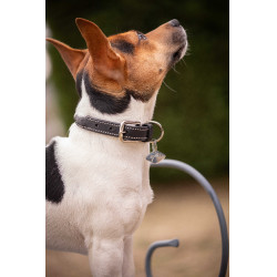 Collier pour chien Pénélope Olie Havane Marron