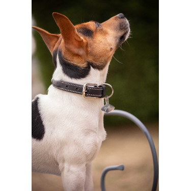 Collier pour chien Pénélope Olie Noir