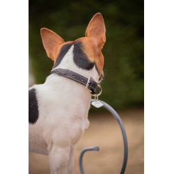 Collier pour chien Pénélope Olie Havane Marron