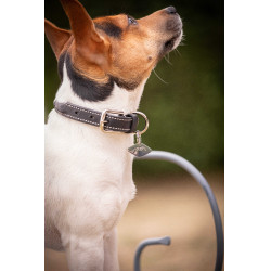 Collier pour chien Pénélope Olie Havane Marron