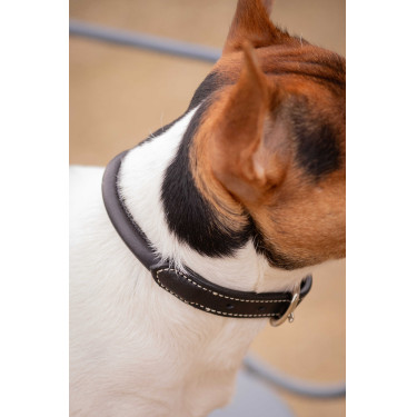 Collier pour chien Pénélope Olie Havane Marron
