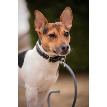 Collier pour chien Pénélope Olie Havane Marron