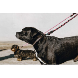 Collier et laisse pour chien Equithème Max Marron