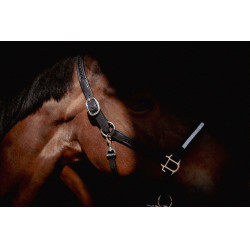 Licol Pénélope Harmonie Noir