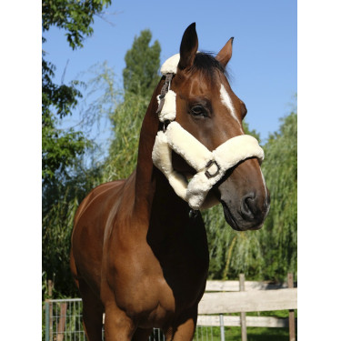 Licol Equithème Teddy Licol Equithème Teddy