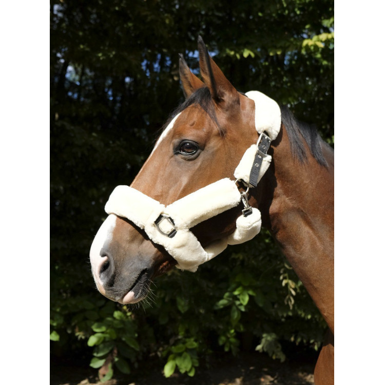 Licol Equithème Teddy Licol Equithème Teddy