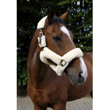 Licol Equithème Teddy Licol Equithème Teddy