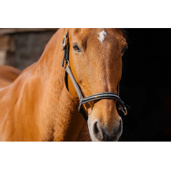 Licol nylon Equithème Domino Cuivre Marron Licol nylon Equithème Domino Cuivre Marron