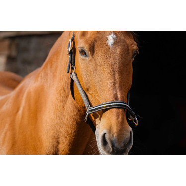 Licol nylon Equithème Domino Cuivre Marron