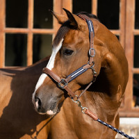 Licol Antares stressless gréné Malt