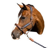 Licol Antares stressless gréné Malt