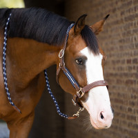 Licol Antares stressless gréné Malt