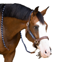 Licol Antares stressless gréné Malt