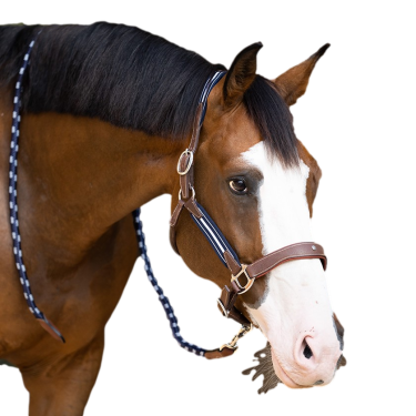 Licol Antares stressless gréné Malt