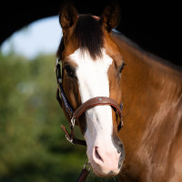 Licol Antares stressless gréné Malt