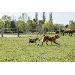Collier cuir Diego & Louna pour chien Naturel Marron