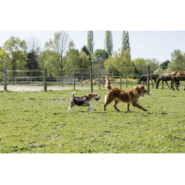 Collier cuir Diego & Louna pour chien Naturel Marron
