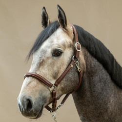 Licol Cuir Extra Souple Working By Dy'on Brun Marron