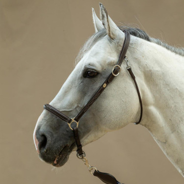 Licol De Pansage Working By Dy'on Marron