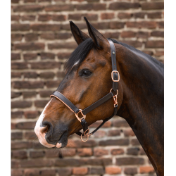 Licol cuir Rosé Waldhausen X-Line Marron