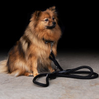 Laisse du chien HV Polo Franka Rope Marine / rose Bleu