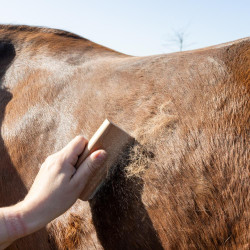 Brosse de mue Easy Grooming Grooming Deluxe by Kentucky