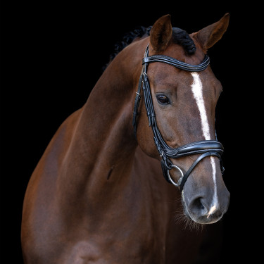 Bridon Imperial Riding avec muserolle anglaise courbée Noir