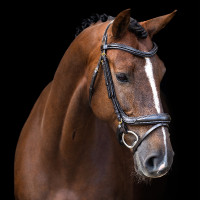 Bridon Imperial Riding avec muserolle anglaise courbée Marron