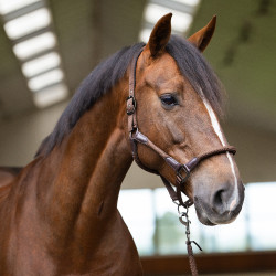 Licol Imperial Riding Laura Chocolat Marron Licol Imperial Riding Laura Chocolat Marron