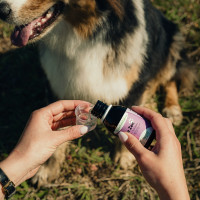 Zen Nutragile Chien et chat