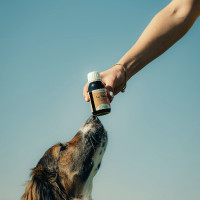 Tonic Nutragile Chien et chat