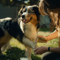 Cataplasme d'argile Nutragile Chien et chat