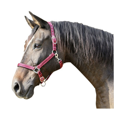 Licol Mustang Covalliero Licol Mustang Covalliero