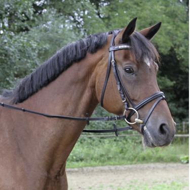Rênes Covalliero finition cuir Rênes Covalliero finition cuir