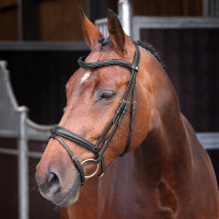 Bridon à muserolle française rehaussée matelassée Elite Shires Velociti Lusso Bridon à muserolle française rehaussée matelassée Elite Shires Velociti Lusso