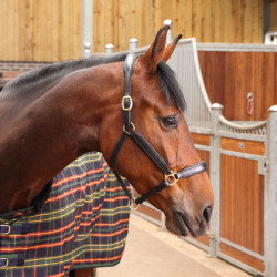 Couverture d'écurie Plus Lite Shires Tempest
